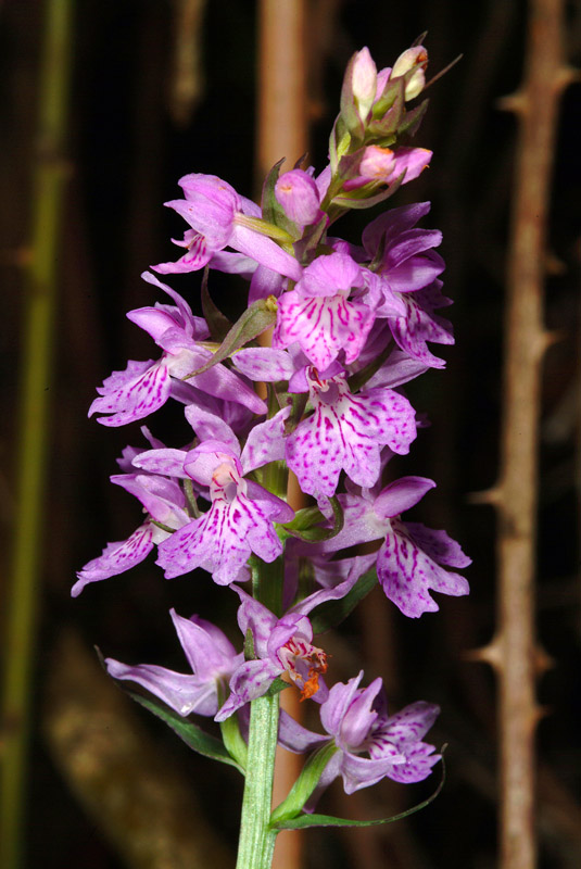 Dactylorhiza maculata